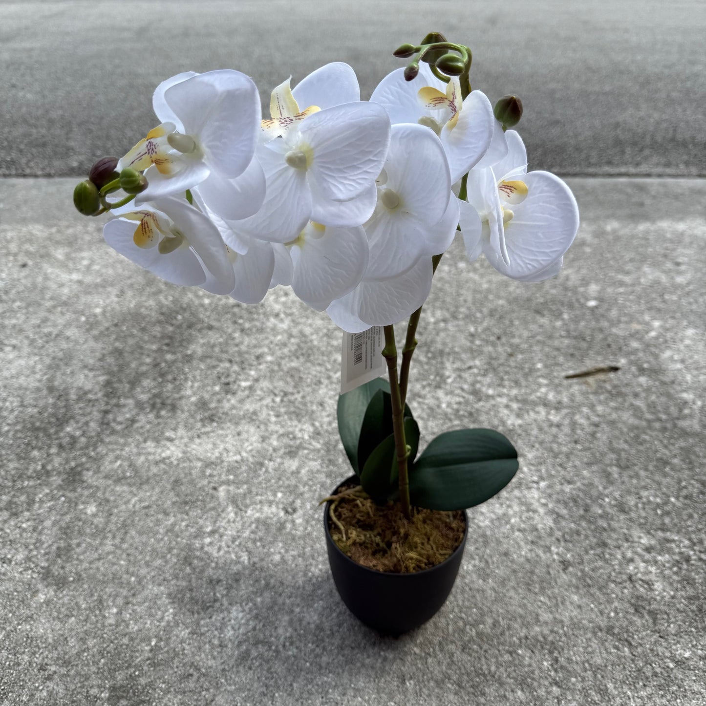 White Orchid Plant with pot - LGC-PA-40