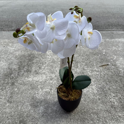 White Orchid Plant with pot - LGC-PA-40