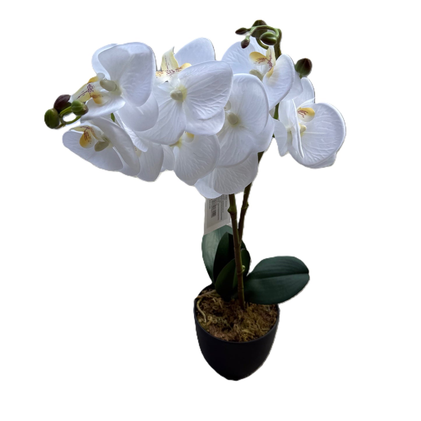 White Orchid Plant with pot - LGC-PA-40