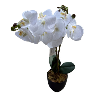 White Orchid Plant with pot - LGC-PA-40