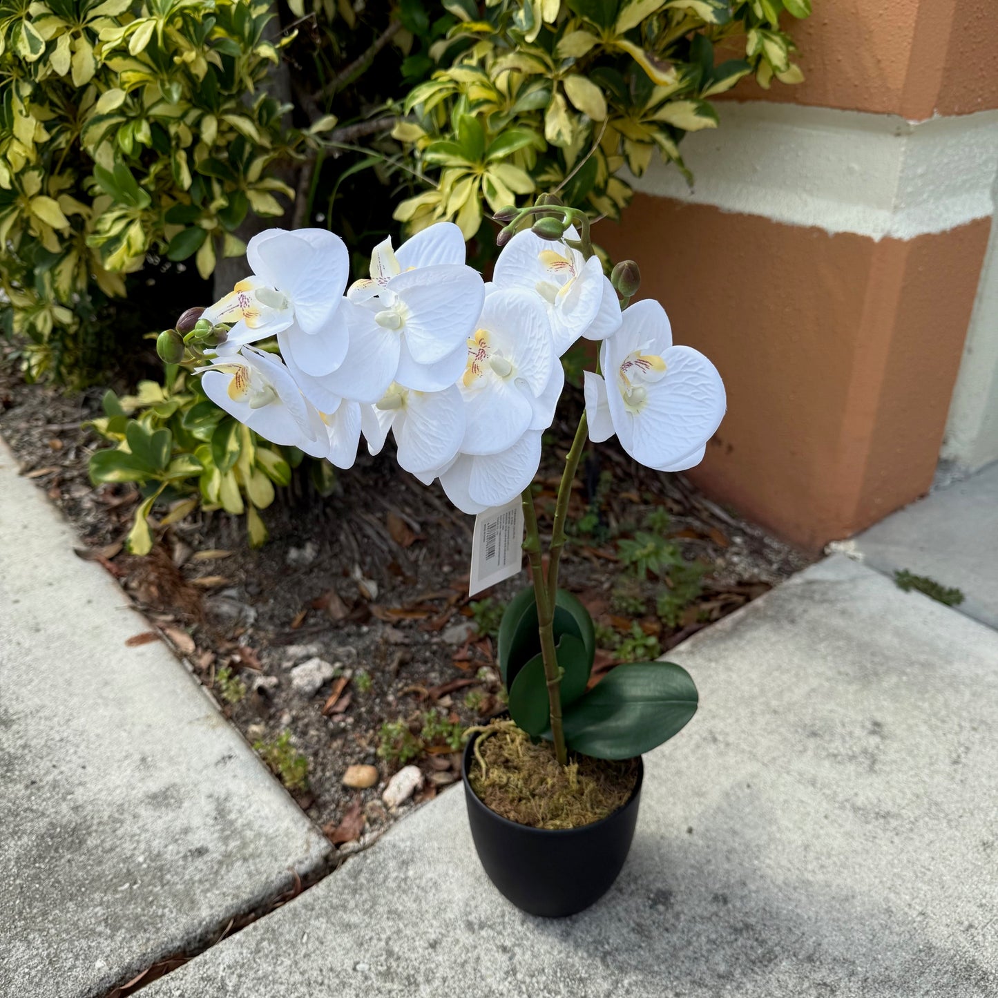 White Orchid Plant with pot - LGC-PA-40