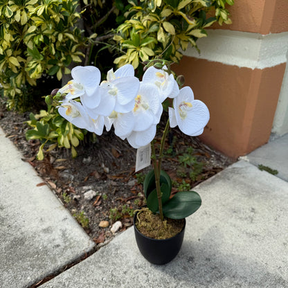 White Orchid Plant with pot - LGC-PA-40