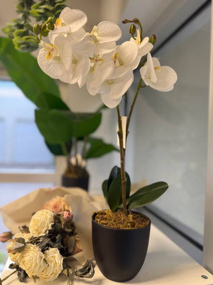 White Orchid Plant with pot - LGC-PA-40