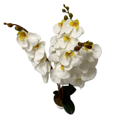 White Orchid with pot - LGC-PA-55