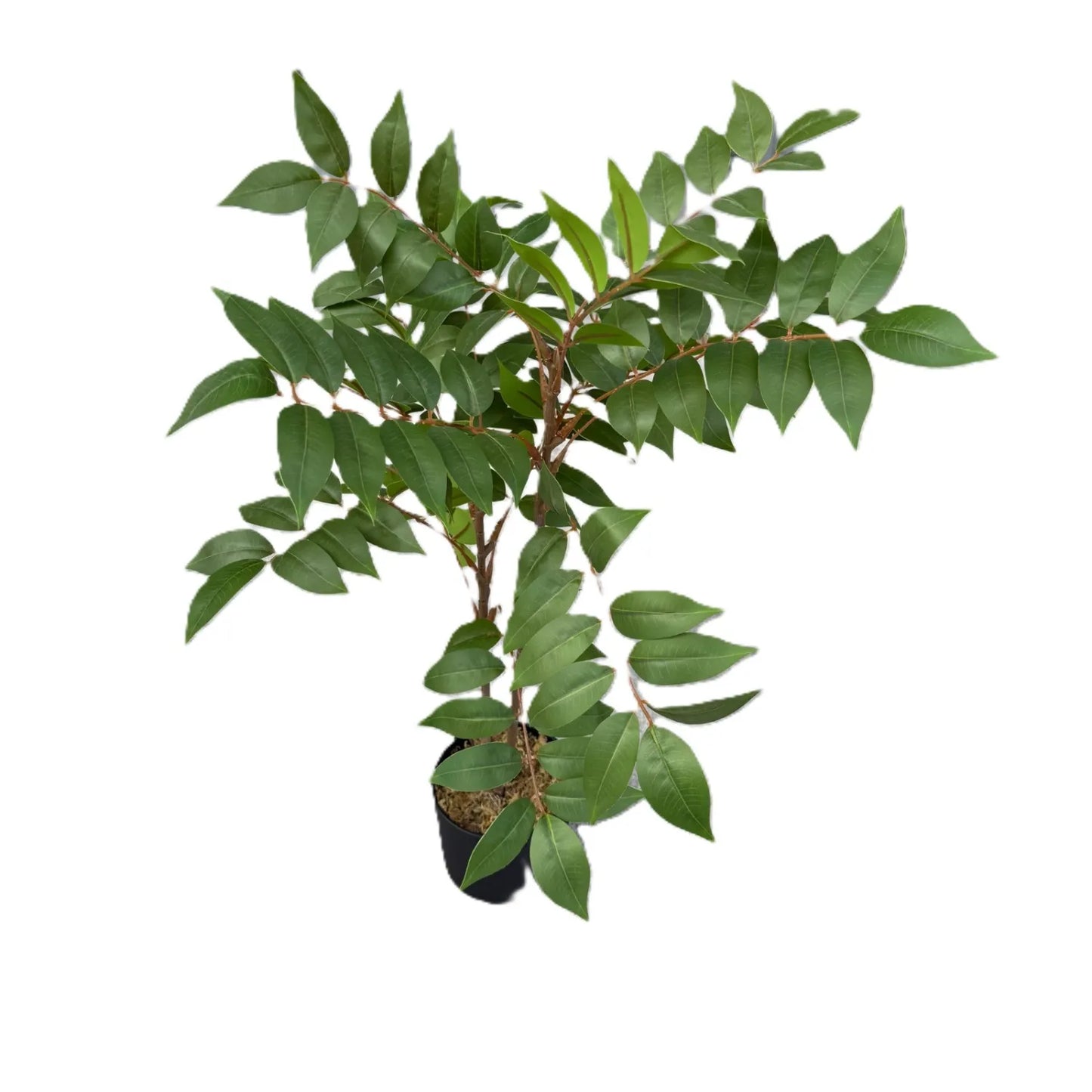 Ficus with Pot- LGC-PA-65