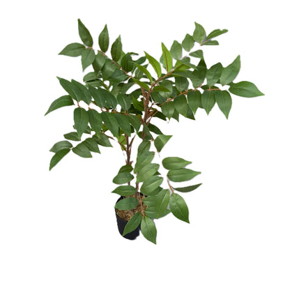 Ficus with Pot- LGC-PA-65