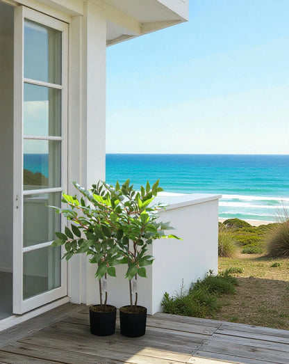 Ficus with Pot- LGC-PA-65