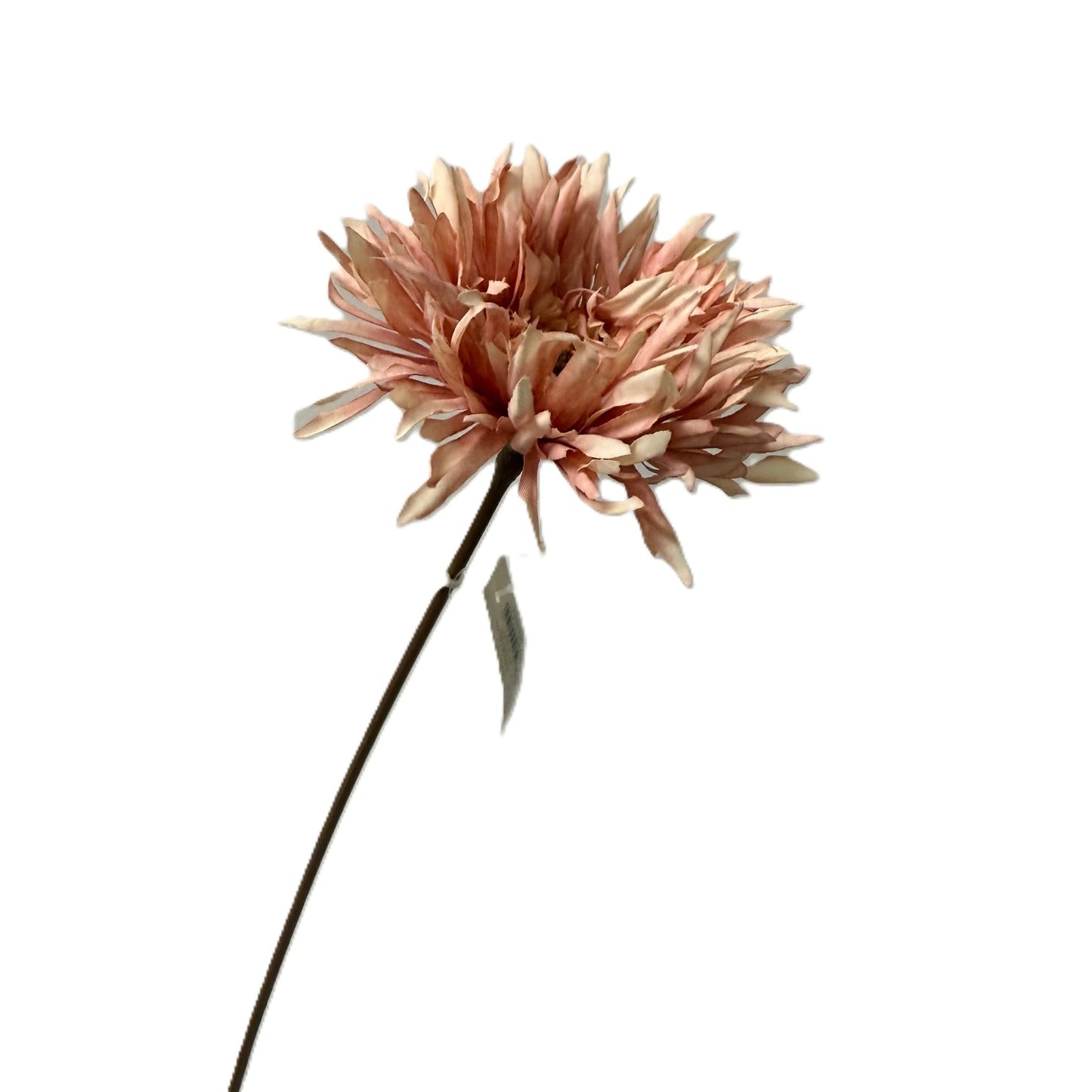 Single pink flower with a long stem on a white background