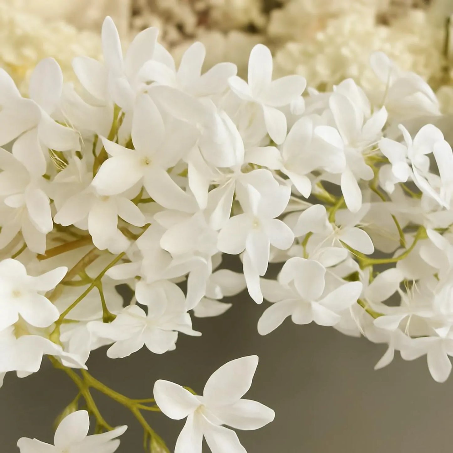 Close-up of white flowers with a blurred background