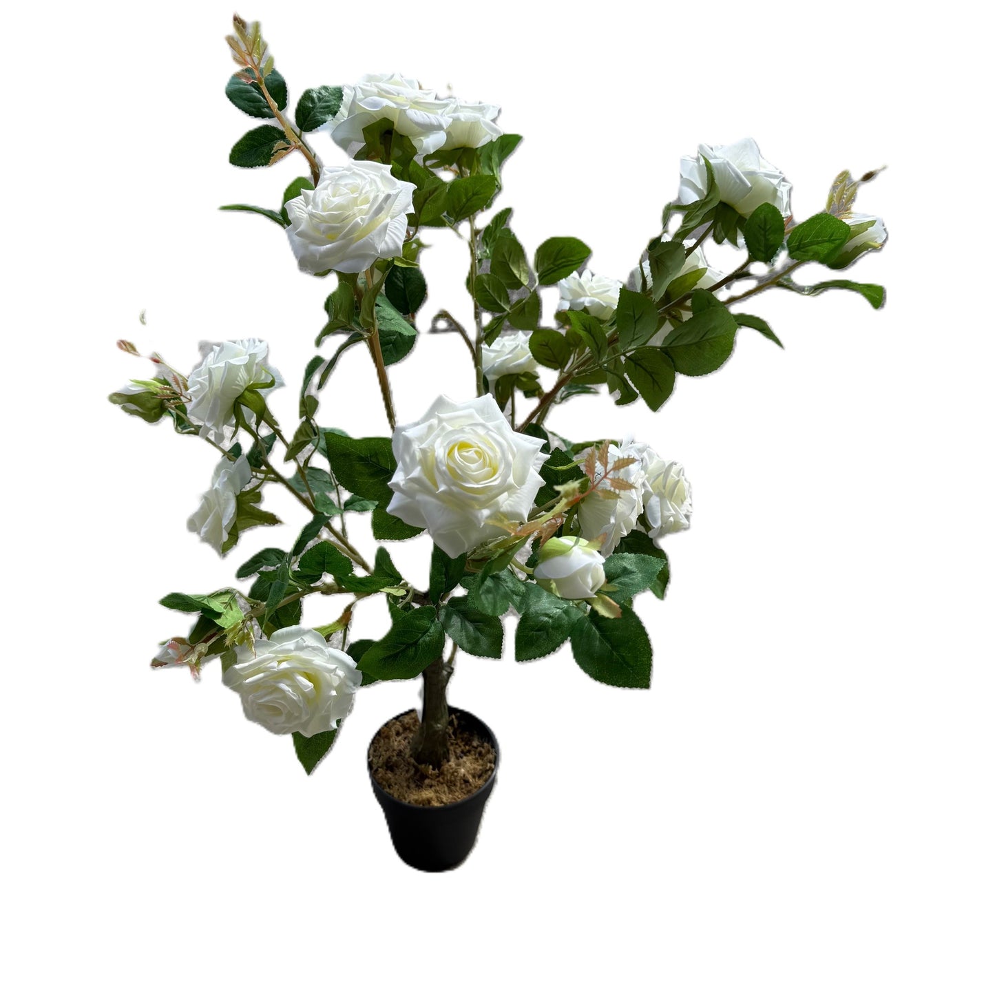 Potted plant with white flowers on a white background