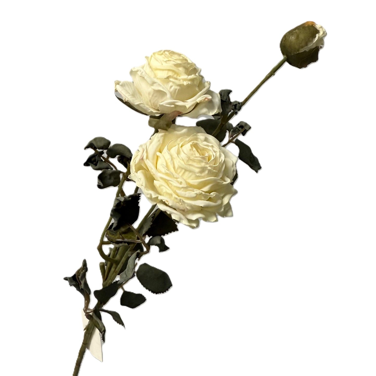 Two white roses with green leaves on a white background