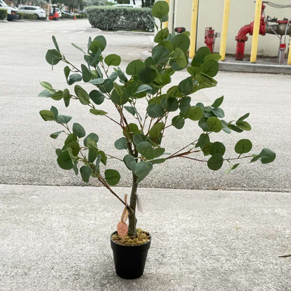Potted eucalyptus plant on a concrete surface with a building and vehicles in the background