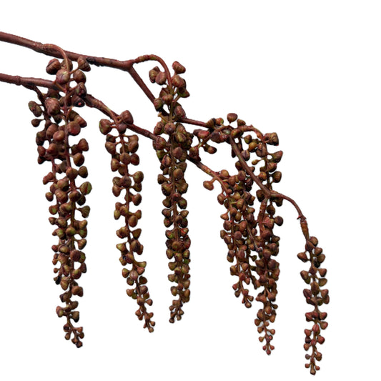 Dried brown plant branches on a white background