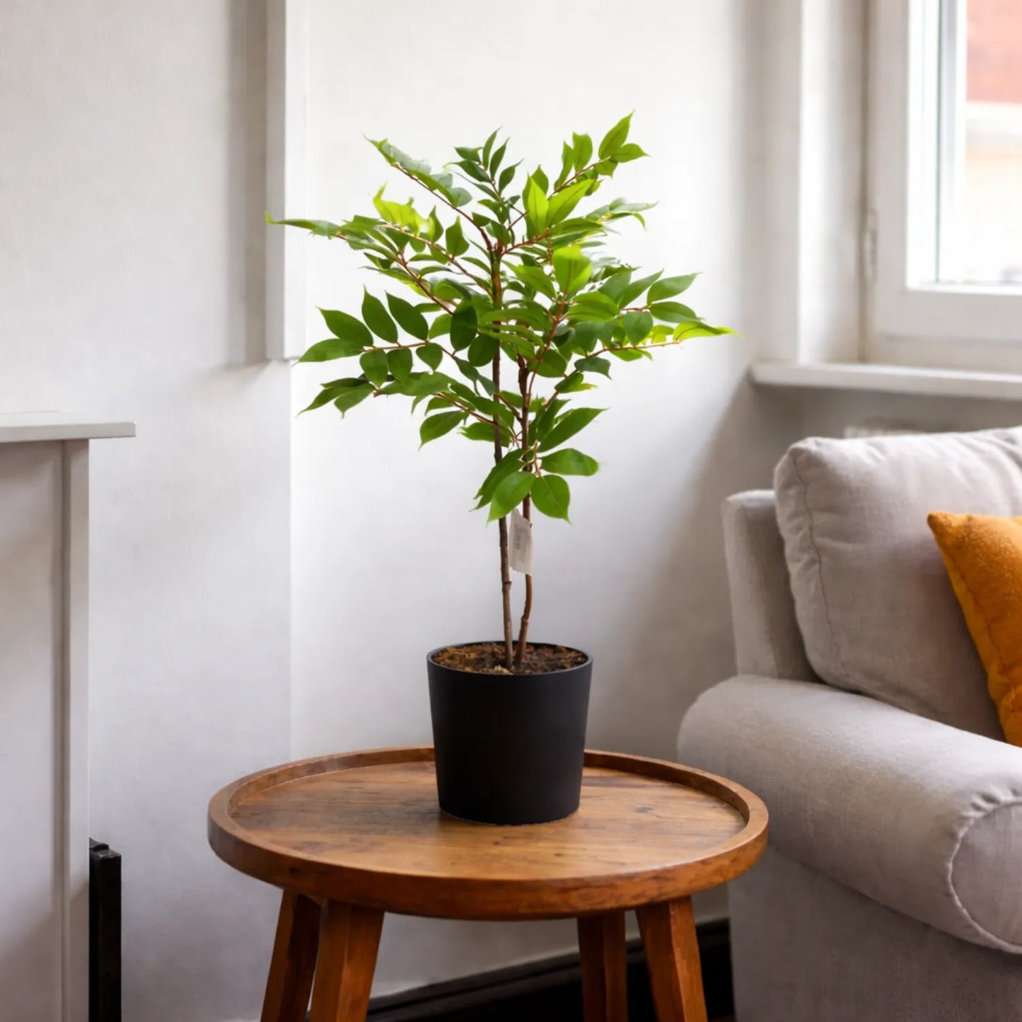 Ficus with Pot- LGC-PA-65