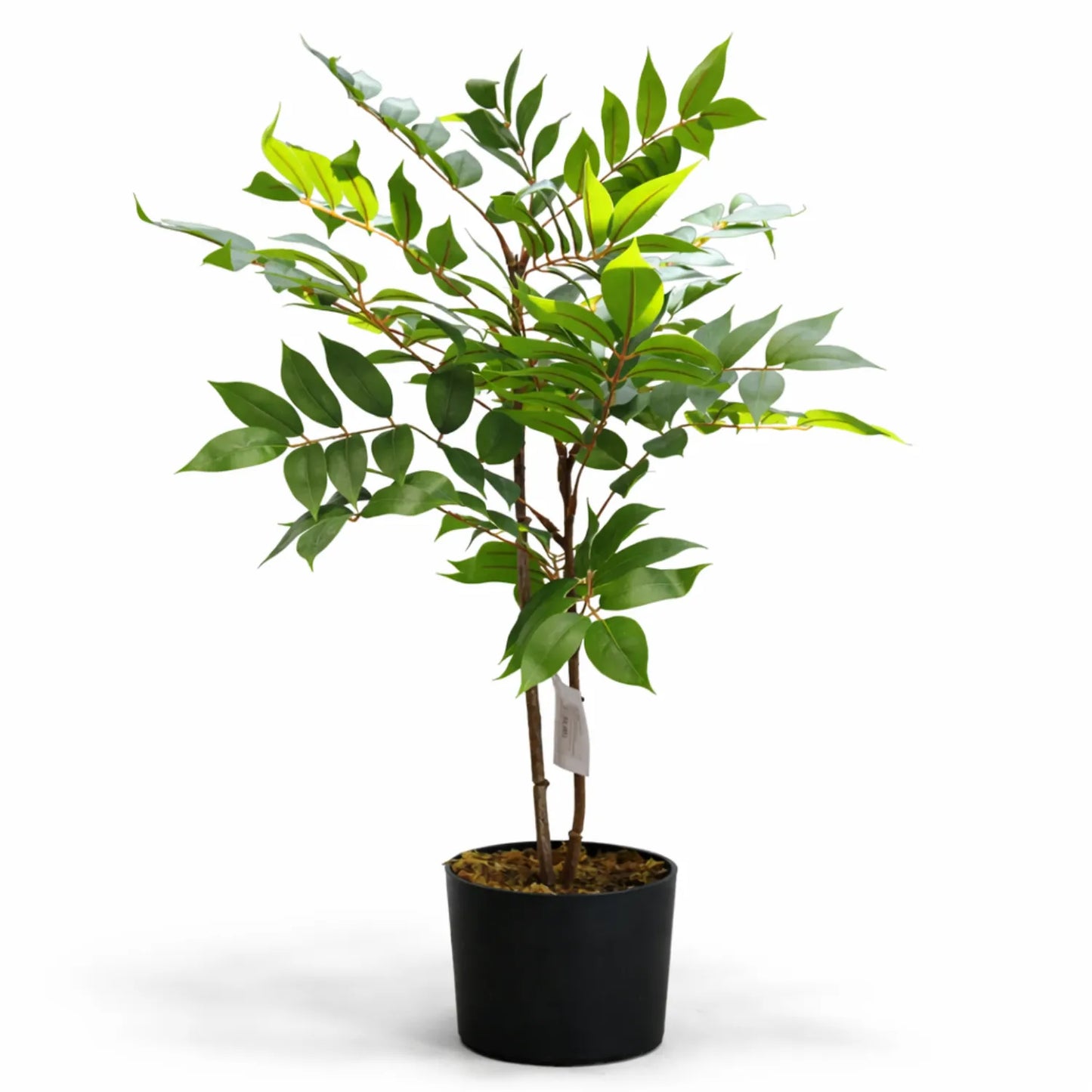 Ficus with Pot- LGC-PA-65