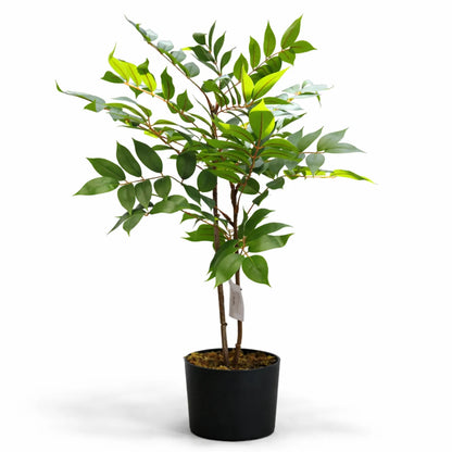 Ficus with Pot- LGC-PA-65