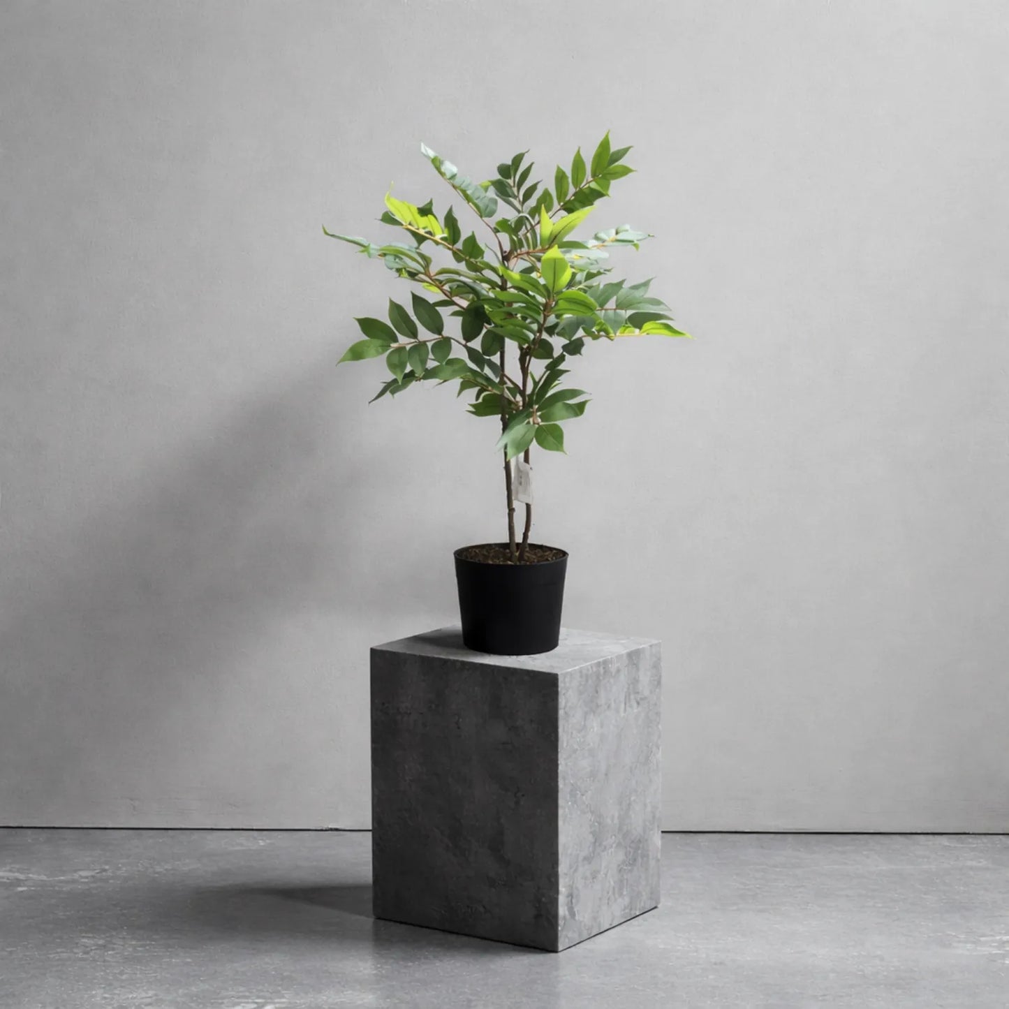 Ficus with Pot- LGC-PA-65