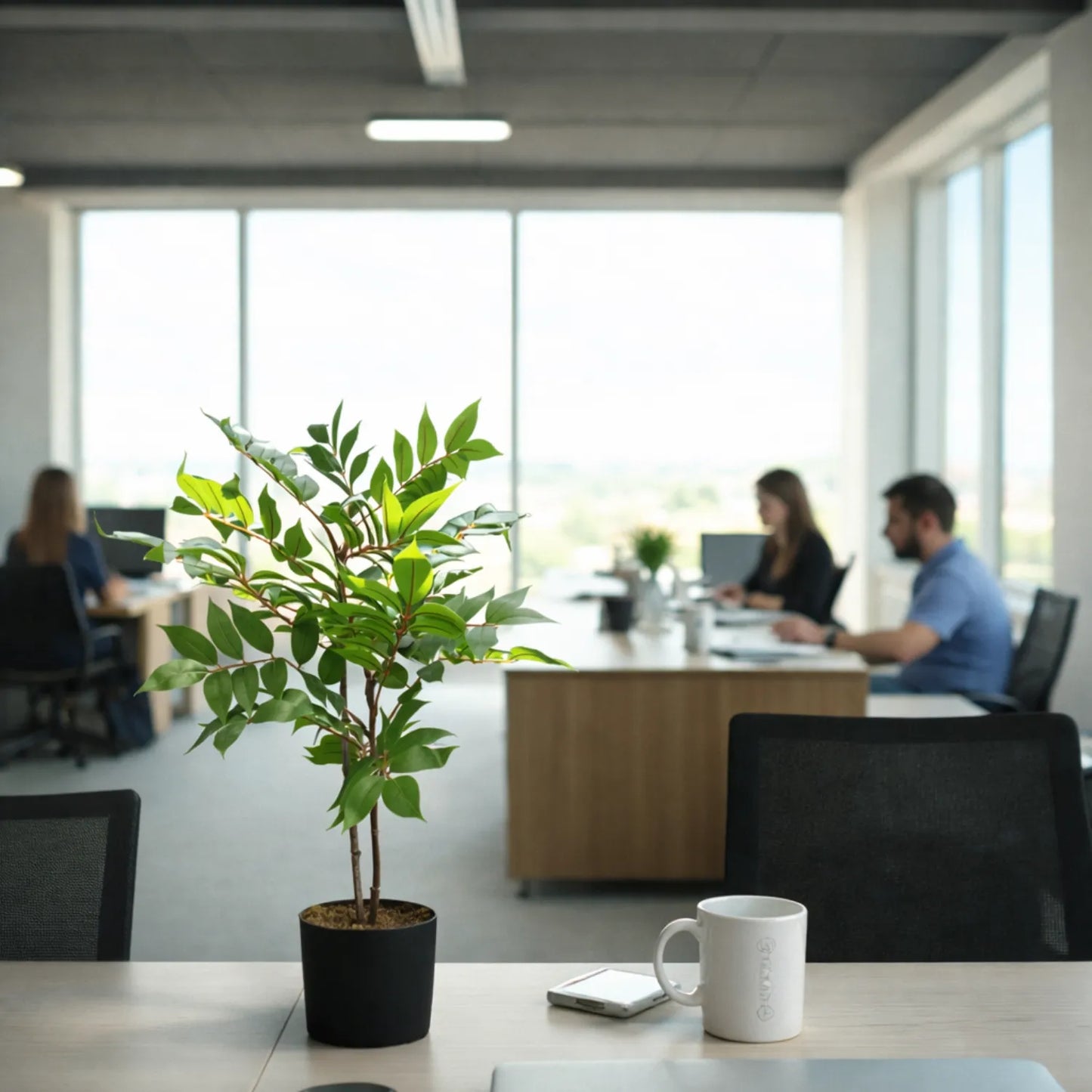 Ficus with Pot- LGC-PA-65