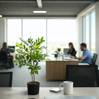 Ficus with Pot- LGC-PA-65