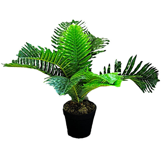 Potted green plant on a white background