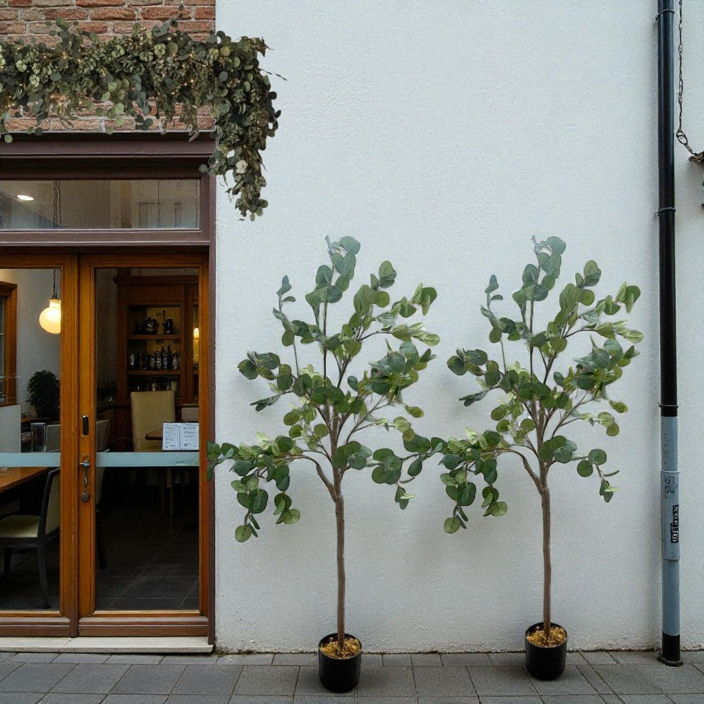 Two potted trees against a white wall with a building entrance in the background.