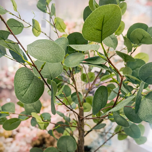 Close-up of a green leafy plant with a blurred background