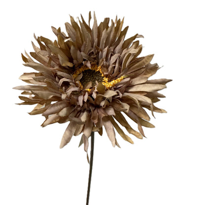 Dried flower head on a white background