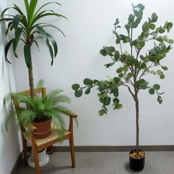 Eucalyptus with Pot- LGC-PA-170
